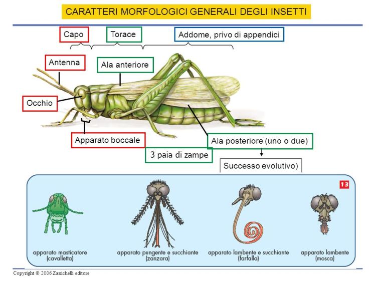 Entomologia – Insetti | paolosegato